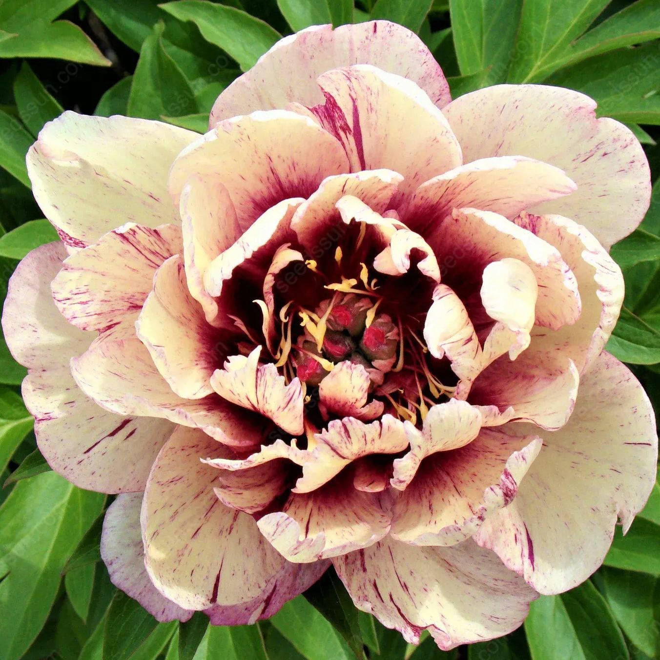 🌸 Double Climbing Peony Vine Hardy Perennial Garden Climber for Indoor & Outdoor Beauty-923