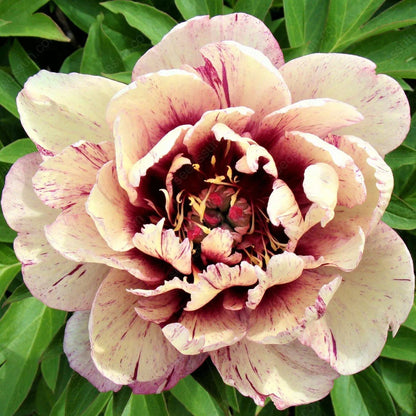🌸 Double Climbing Peony Vine Hardy Perennial Garden Climber for Indoor & Outdoor Beauty-923