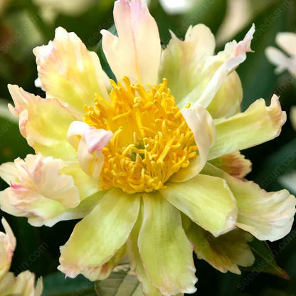 🌸 Double Climbing Peony Vine Hardy Perennial Garden Climber for Indoor & Outdoor Beauty-923