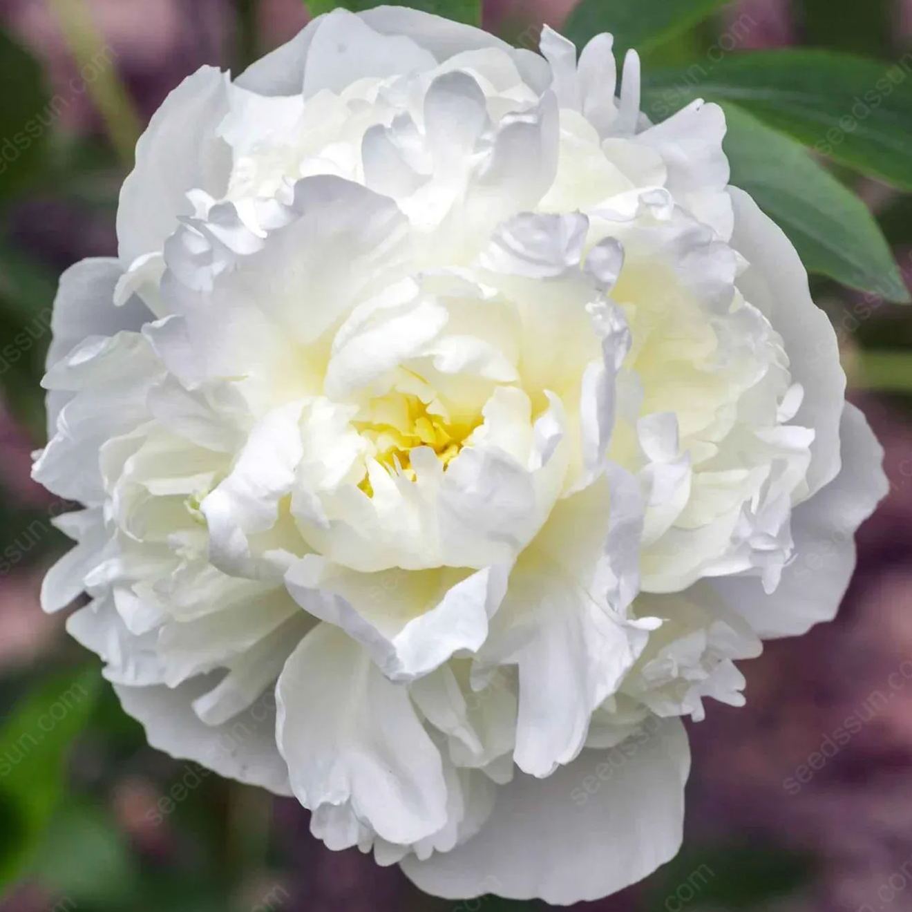🌸 Double Climbing Peony Vine Hardy Perennial Garden Climber for Indoor & Outdoor Beauty-923