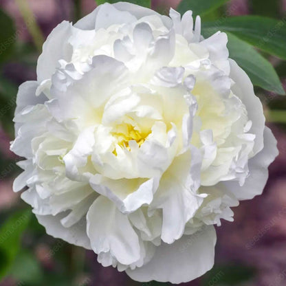 🌸 Double Climbing Peony Vine Hardy Perennial Garden Climber for Indoor & Outdoor Beauty-923