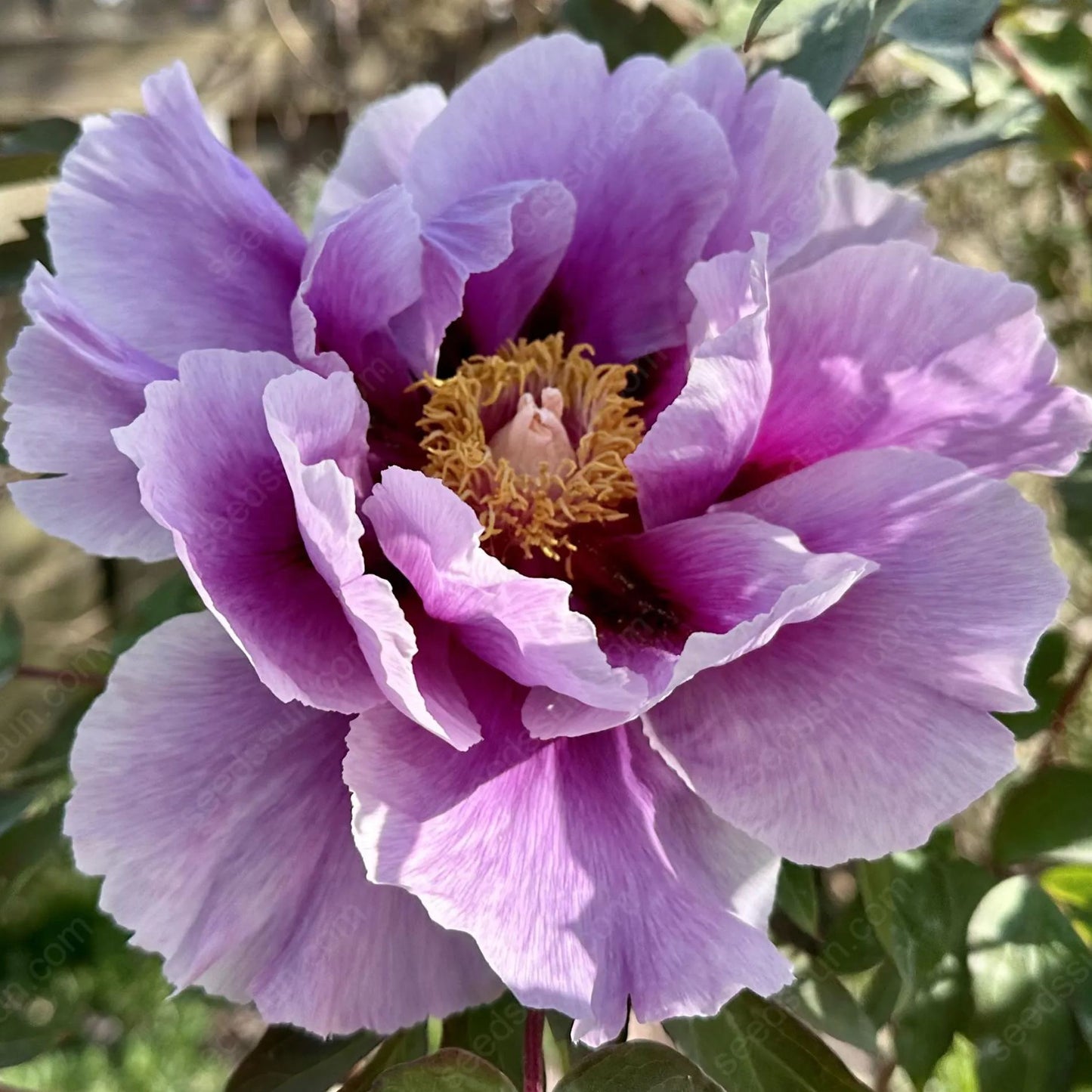 🌸 Double Climbing Peony Vine Hardy Perennial Garden Climber for Indoor & Outdoor Beauty-923