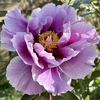 🌸 Double Climbing Peony Vine Hardy Perennial Garden Climber for Indoor & Outdoor Beauty-923