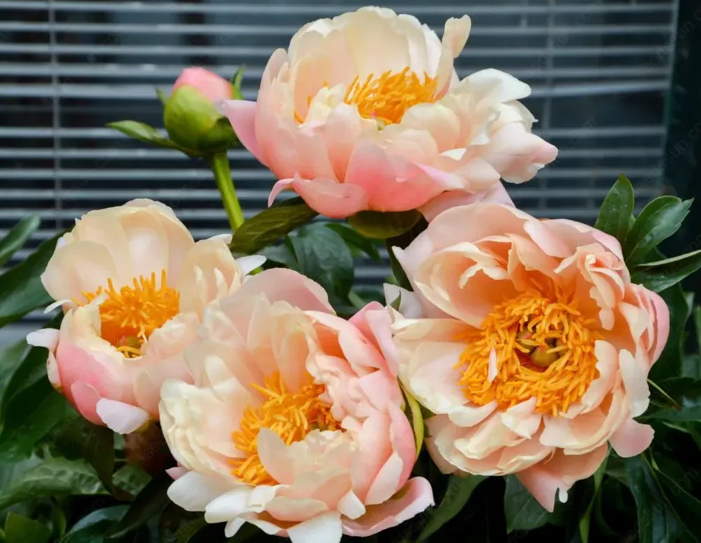 🌸 Double Climbing Peony Vine Hardy Perennial Garden Climber for Indoor & Outdoor Beauty-923