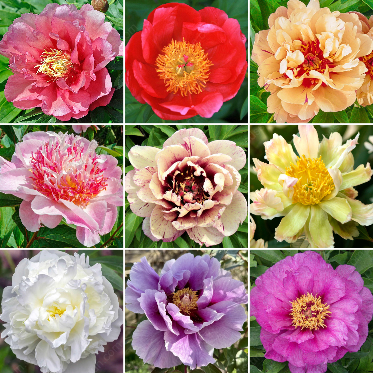 🌸 Double Climbing Peony Vine Hardy Perennial Garden Climber for Indoor & Outdoor Beauty-923