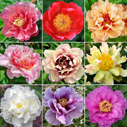 🌸 Double Climbing Peony Vine Hardy Perennial Garden Climber for Indoor & Outdoor Beauty-923