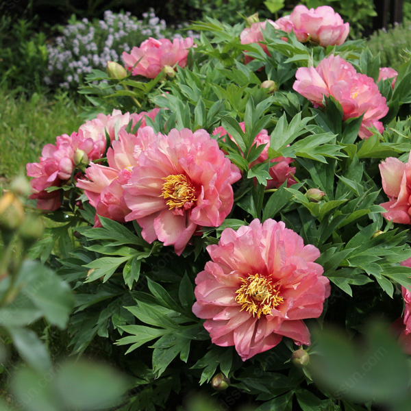 🌸 Double Climbing Peony Vine Hardy Perennial Garden Climber for Indoor & Outdoor Beauty-923