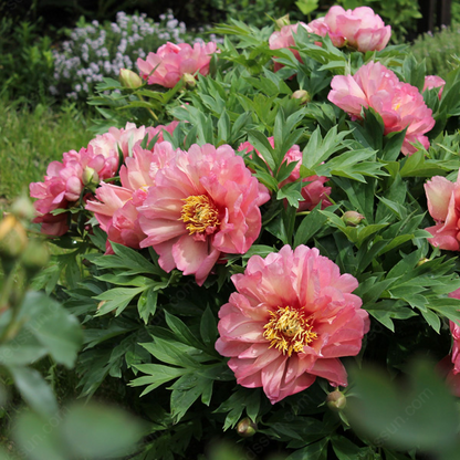 🌸 Double Climbing Peony Vine Hardy Perennial Garden Climber for Indoor & Outdoor Beauty-923