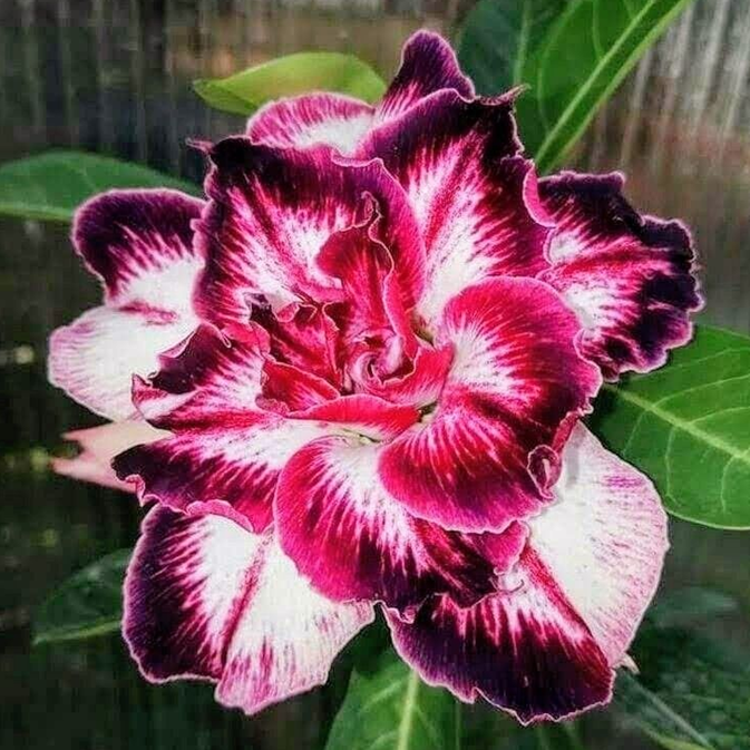 🎁Desert Rose Bulbs🌵Super easy care! 🌸 Adenium Obesum Bulbs - A926