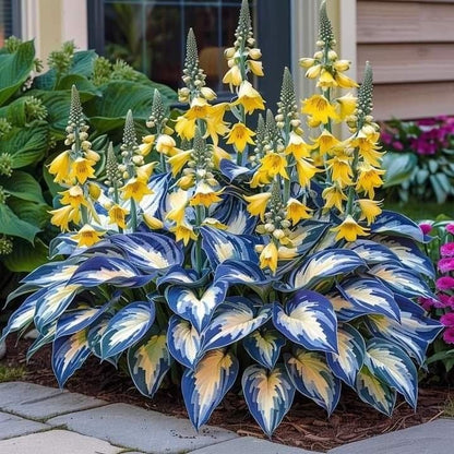 🔥Premium Rare Hosta Seeds💖🔥1 Pack-100 Seeds-GD