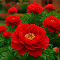 Ruby