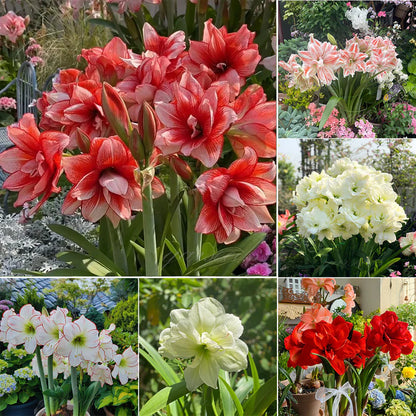 🌸Hot Sale!!🌸 – 🌿Double-Flowered Amaryllis Bulbs / Large Flowers / Easy to Grow-TJY
