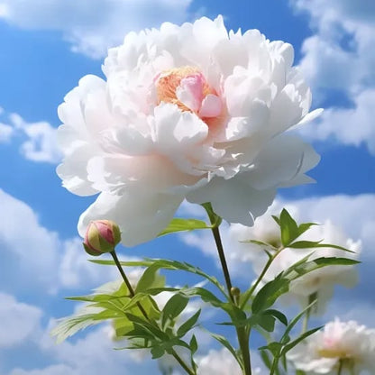 🔥LAST DAY 45% OFF🌺THE QUEEN OF FLOWERS—DOUBLE PETALED PIANI-923