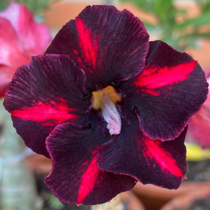 🎁Desert Rose Bulbs🌵Super easy care! 🌸 Adenium Obesum Bulbs - A926