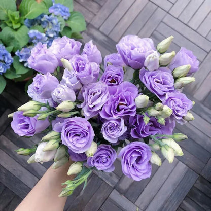 🏆65K+ SOLD!🔥🌺Low-maintenance Lisianthus Flower Seeds🌈TJY