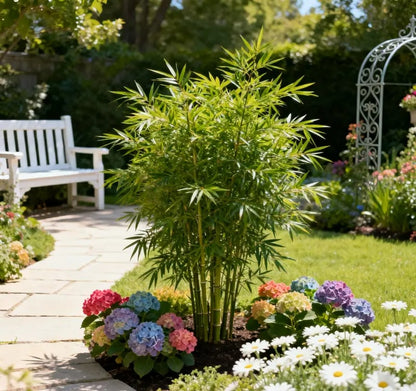 🎍Lucky Bamboo Cypress Seeds – Hardy, Easy-Grow Evergreen for Garden & Home-XA