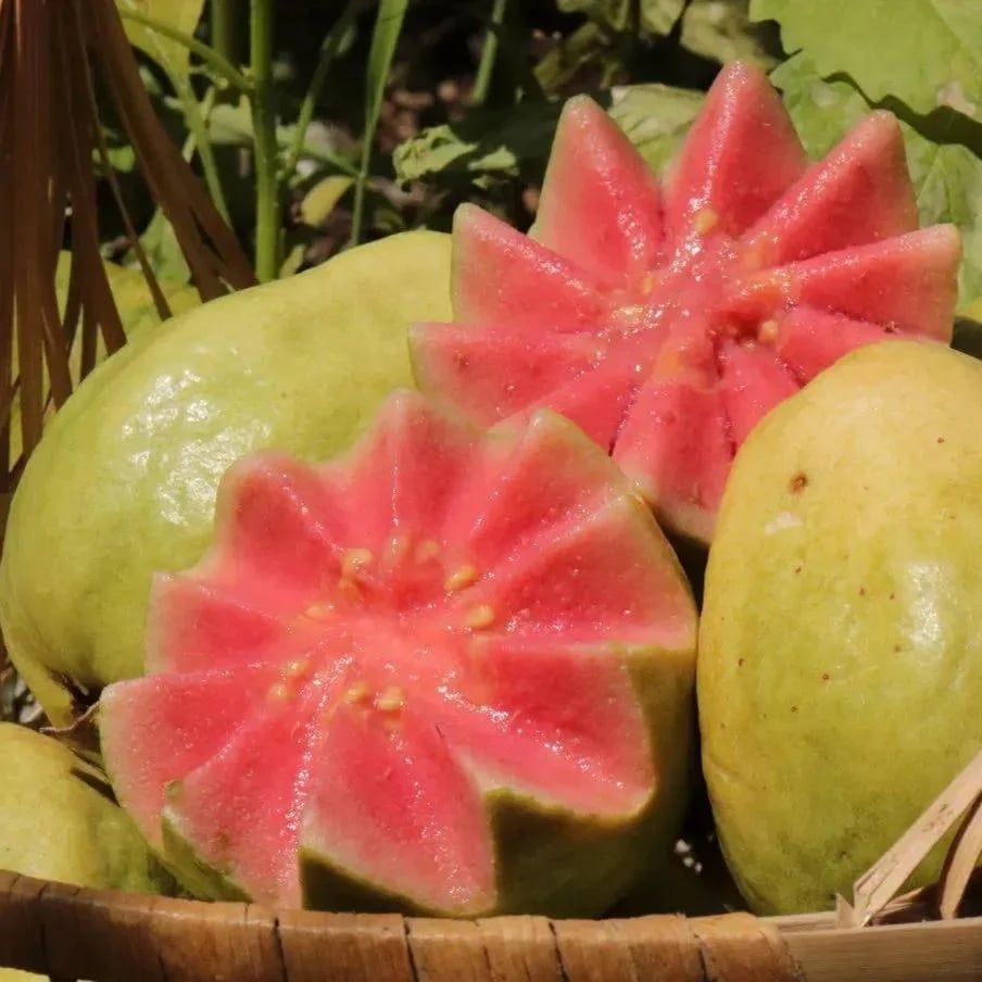 🔥 (New Harvest) Organic Pink Guava Seeds | 🌿Pre-Primed for High Germination (99% Germination)-XA