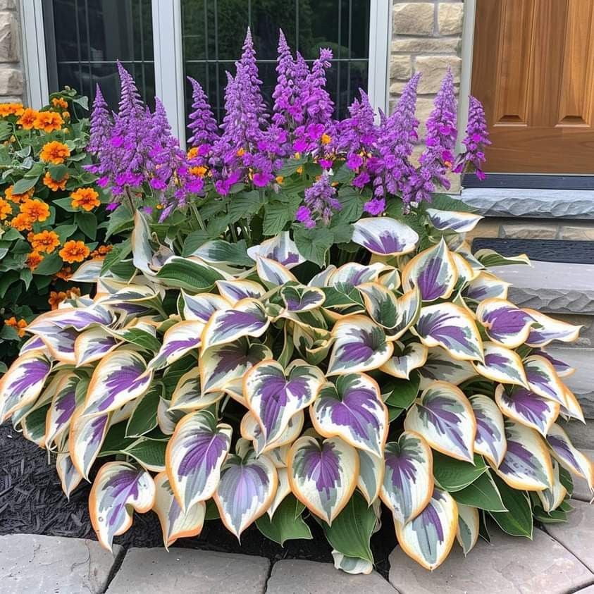 🔥Premium Rare Hosta Seeds💖🔥1 Pack-100 Seeds-GD
