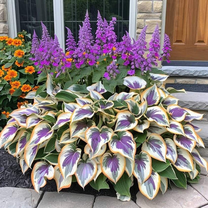 🔥Premium Rare Hosta Seeds💖🔥1 Pack-100 Seeds-GD