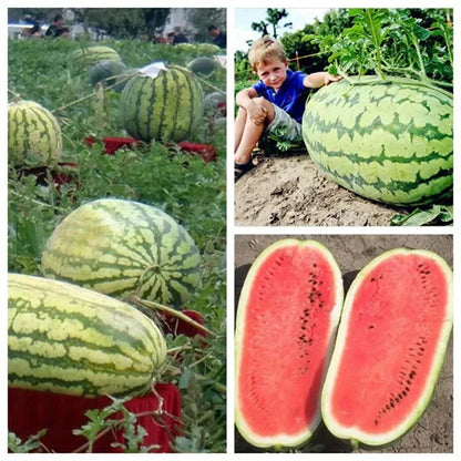 🔥🔥New Year 70% Off--🍉Lazy Man's Watermelon Seeds-W18