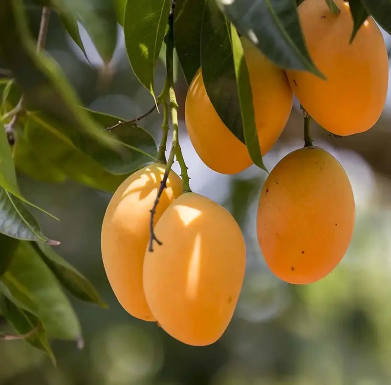 🏡Farm Fresh, Straight to Your Door 🥭Homegrown Tropical Mango! -XA