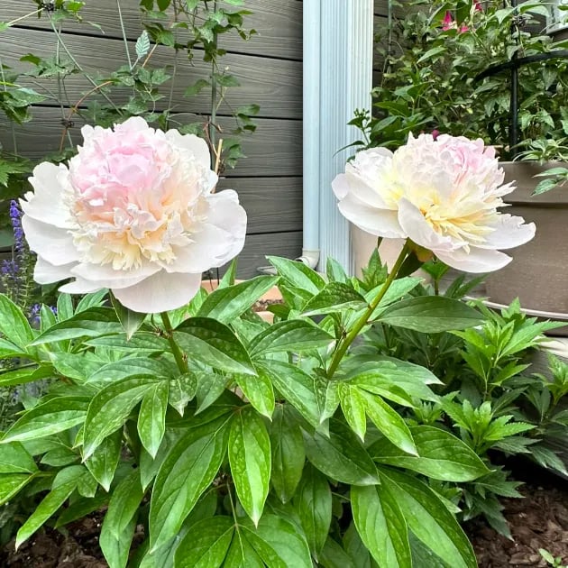 🔥LAST DAY 45% OFF🌺THE QUEEN OF FLOWERS—DOUBLE PETALED PIANI-923