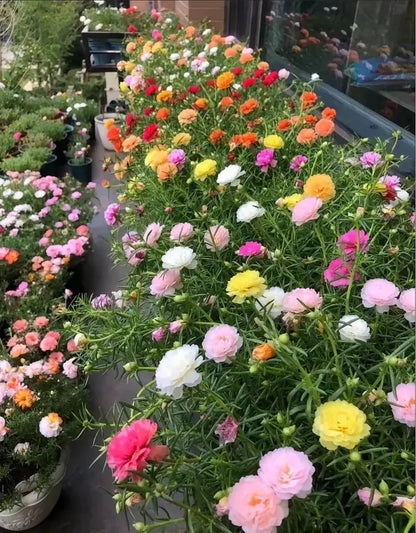 🌸Moss Rose Seeds🌸 – 🌿Perennial Flower Seeds / Large Flowers / Easy to Grow-TJY