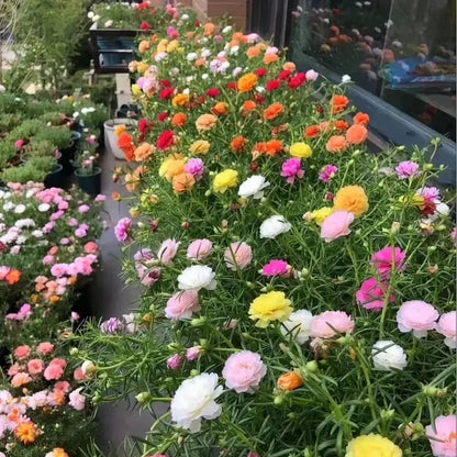 🌸🌹Rare Varieties Moss Rose -Immortal Flower – 🌿Perennial Flower Seeds，Large Flowers ，Easy to Grow-ABB8