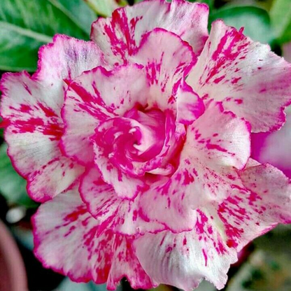 🎁Desert Rose Bulbs🌵Super easy care! 🌸 Adenium Obesum Bulbs - A926