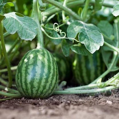 🔥 (New Harvest)🔥🍉Lazy Man's Watermelon Seeds| 🌿Pre-Primed for High Germination (99% Germination)-TJY