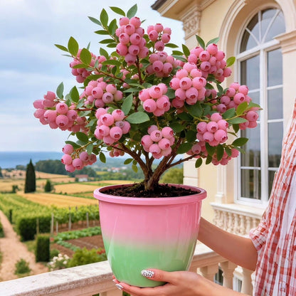💟Premium Pink Blueberry Seeds-ABB8