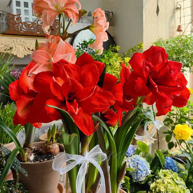 🌸Hot Sale!!🌸 – 🌿Double-Flowered Amaryllis Bulbs / Large Flowers / Easy to Grow-TJY