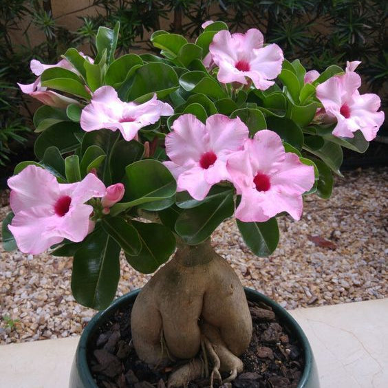✨Desert Rose Seeds🌹Heat-Resistant✨