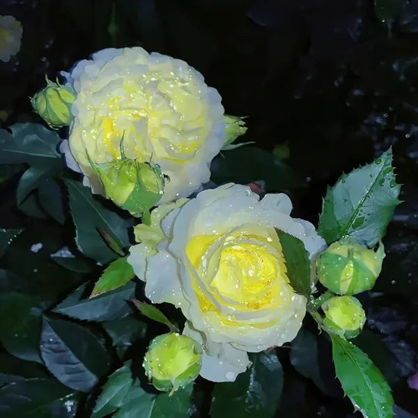 🏆65K+ SOLD!🔥🌺Low-maintenance Lisianthus Flower Seeds🌈TJY