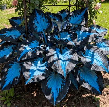 🔥Premium Rare Hosta Seeds💖🔥1 Pack-100 Seeds-GD