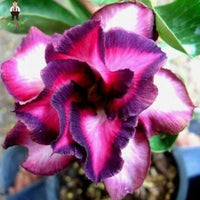 Purple Red