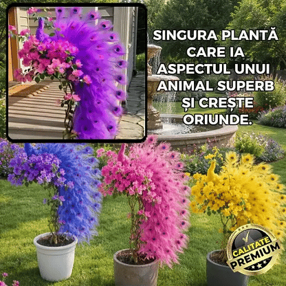 🔥🦚Peacock Bougainvillea Seeds - Add elegant peacock blossoms to your garden-INT