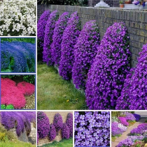 ✨ The Magical Fairy Garden of Your Dreams✨Creeping Thyme Seeds - A926