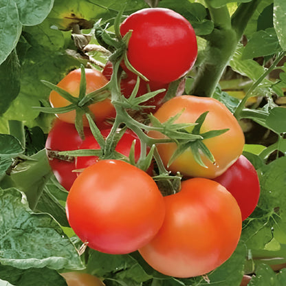 🔥 (New Harvest)🔥Balcony Red Tomato and 'Black Beauty' Tomato Seeds| 🌿Pre-Primed for High Germination (99% Germination)-GD
