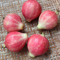 Rouge Guava🔥200 seeds