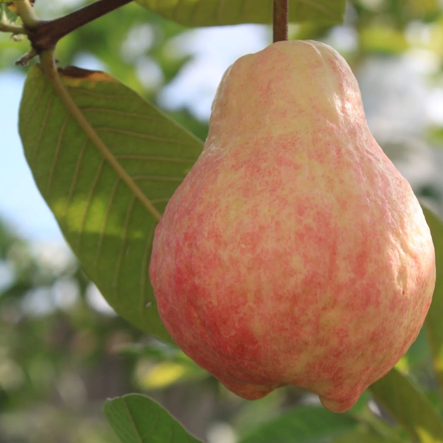 Rouge Guava