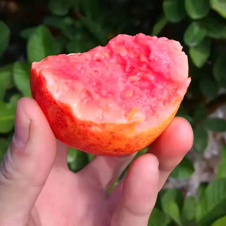 🎆Hot Sale🥂The Beauty Of Winter❄️-Rouge Guava Seeds