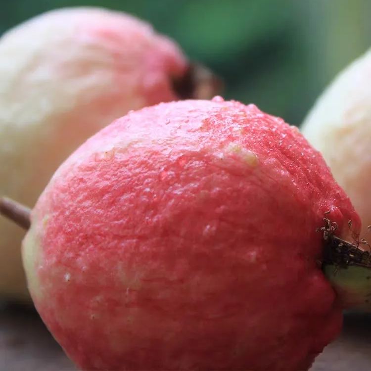 🎆Hot Sale🥂The Beauty Of Winter❄️-Rouge Guava Seeds