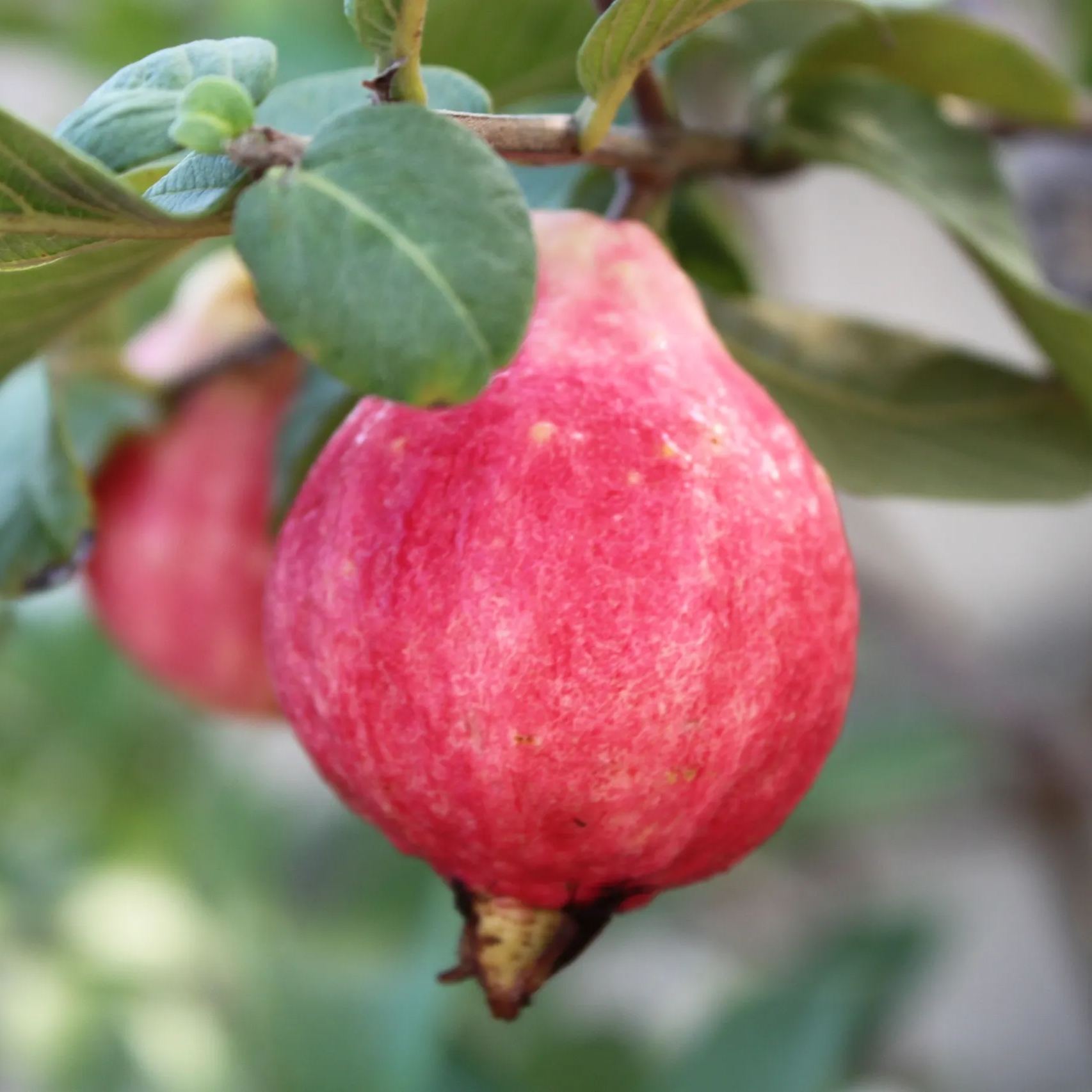 🎆Hot Sale🥂The Beauty Of Winter❄️-Rouge Guava Seeds