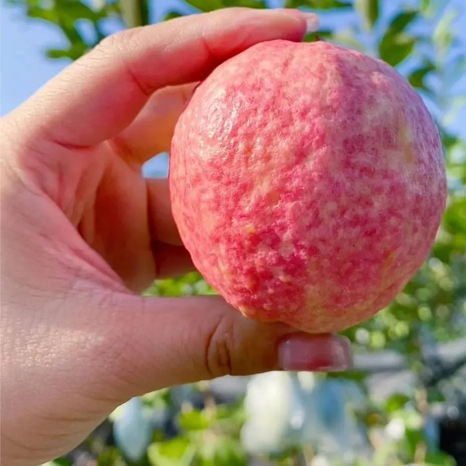 🎆Hot Sale🥂The Beauty Of Winter❄️-Rouge Guava Seeds