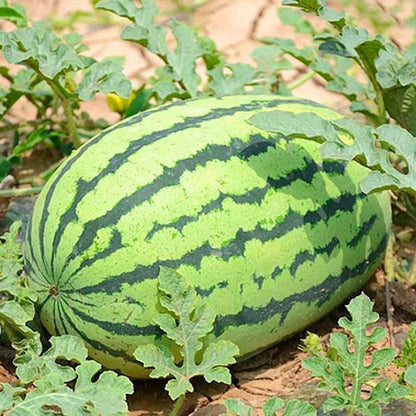 https://img-va.myshopline.com/image/store/1689135872829/-17139434327319.png?w=750&h=750