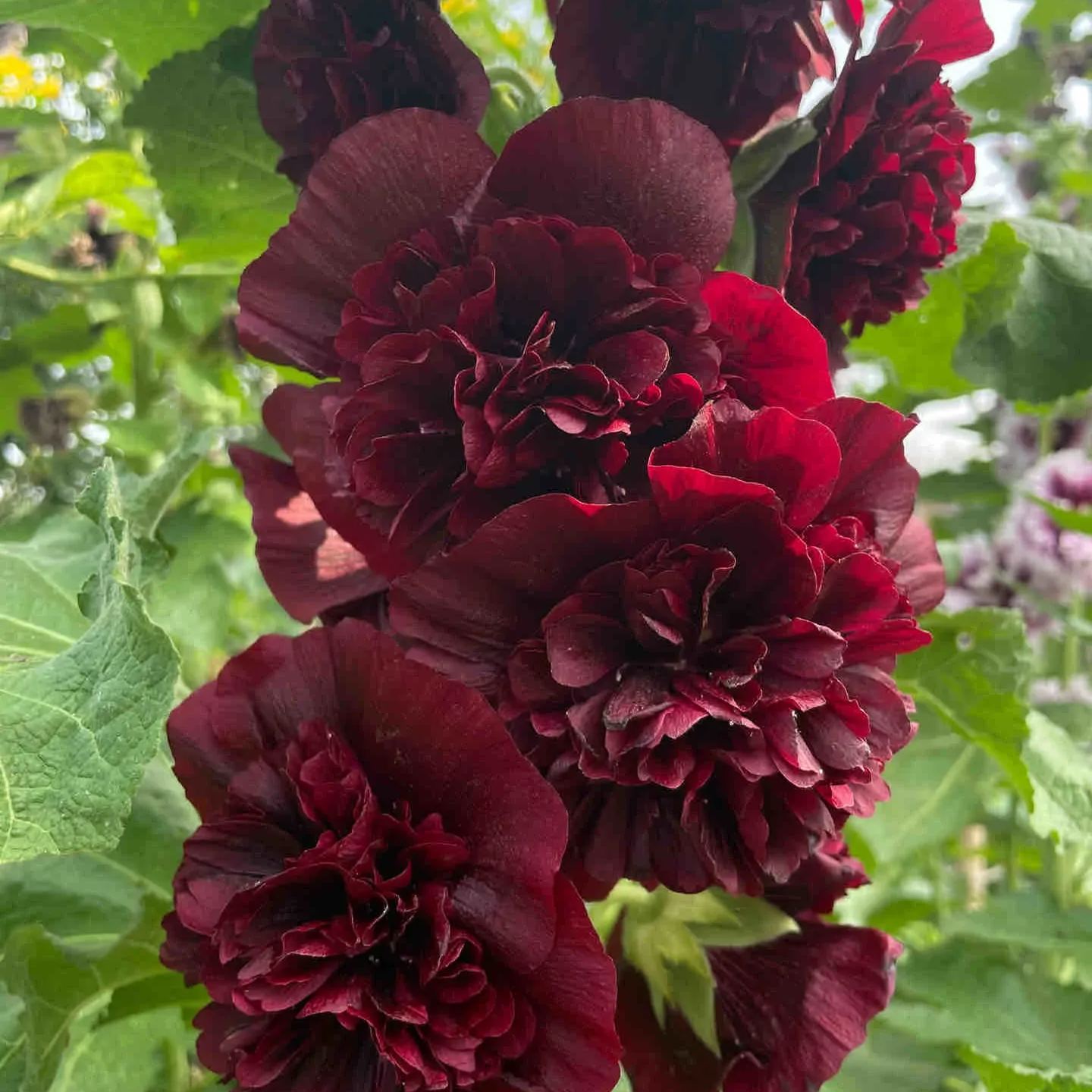 Rare double-flowered hollyhock species, sow the seeds and enjoy a gorgeous garden!