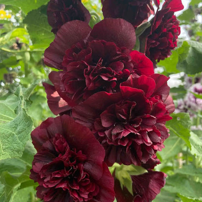 Rare double-flowered hollyhock species, sow the seeds and enjoy a gorgeous garden!
