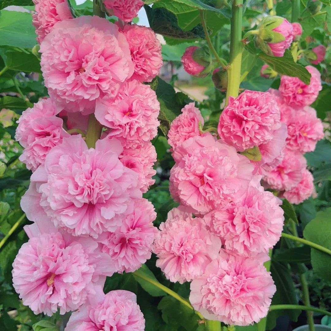 Rare double-flowered hollyhock species, sow the seeds and enjoy a gorgeous garden!