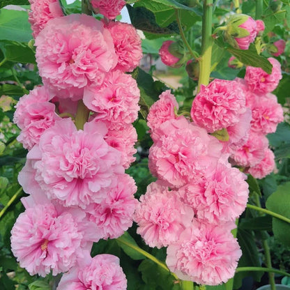 Rare double-flowered hollyhock species, sow the seeds and enjoy a gorgeous garden!